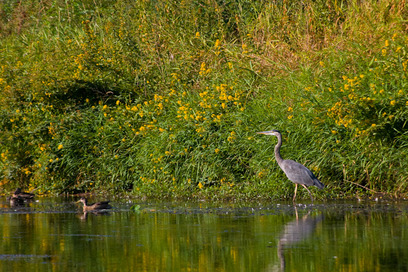 Great Blue Heron